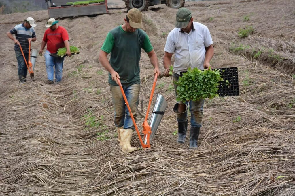 plantadeirademudasmanualpicapautabacobocadeentradalateral_2