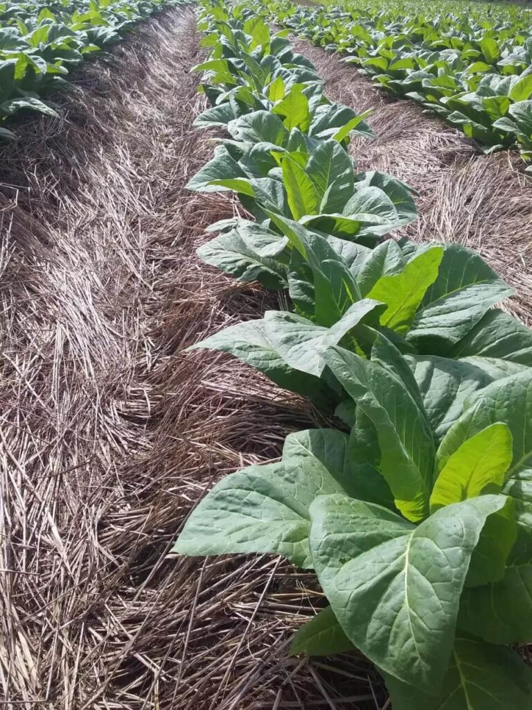 plantadeirademudasmanualpicapautabacobocadeentradalateral_4